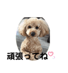 おうちごはん美なみ看板犬クッキー3（個別スタンプ：16）