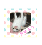 うちのにゃん❤️（個別スタンプ：1）
