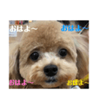 虎之介の日常（個別スタンプ：1）