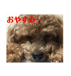 虎之介の日常（個別スタンプ：2）