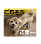 虎之介の日常（個別スタンプ：6）