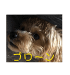 虎之介の日常（個別スタンプ：8）