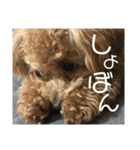 虎之介の日常（個別スタンプ：9）