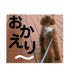 虎之介の日常（個別スタンプ：12）