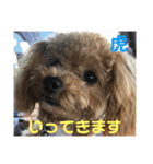 虎之介の日常（個別スタンプ：13）