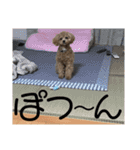 虎之介の日常（個別スタンプ：16）