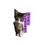 ひかる生活2（個別スタンプ：12）