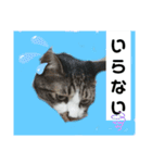 ひかる生活2（個別スタンプ：16）