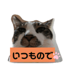 ひかる生活2（個別スタンプ：25）