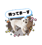 トイプー我が家のきなこ③（個別スタンプ：12）