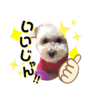 トイプー我が家のきなこ③（個別スタンプ：14）