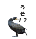 身近な鳥たちから～BIG（個別スタンプ：7）