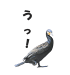 身近な鳥たちから～BIG（個別スタンプ：8）