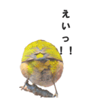 身近な鳥たちから～BIG（個別スタンプ：10）