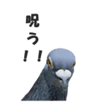 身近な鳥たちから～BIG（個別スタンプ：31）