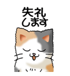 猫大好き！（大）その1（個別スタンプ：6）