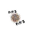 多肉植物を愛する人に送る 日常会話（個別スタンプ：2）