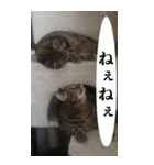 猫野家すたんぷ【Bigスタンプ編】（個別スタンプ：1）