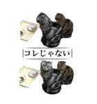 猫野家すたんぷ【Bigスタンプ編】（個別スタンプ：2）