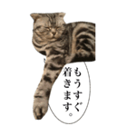猫野家すたんぷ【Bigスタンプ編】（個別スタンプ：3）