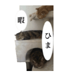 猫野家すたんぷ【Bigスタンプ編】（個別スタンプ：4）