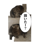 猫野家すたんぷ【Bigスタンプ編】（個別スタンプ：6）