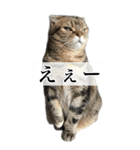 猫野家すたんぷ【Bigスタンプ編】（個別スタンプ：7）