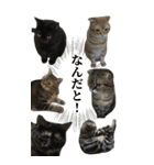 猫野家すたんぷ【Bigスタンプ編】（個別スタンプ：8）