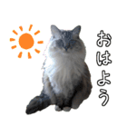 猫の小太郎スタンプ♪（個別スタンプ：1）
