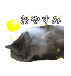 猫の小太郎スタンプ♪（個別スタンプ：2）