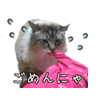猫の小太郎スタンプ♪（個別スタンプ：3）