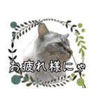 猫の小太郎スタンプ♪（個別スタンプ：4）