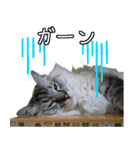 猫の小太郎スタンプ♪（個別スタンプ：5）