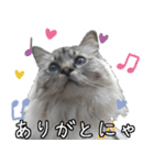 猫の小太郎スタンプ♪（個別スタンプ：9）