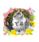 猫の小太郎スタンプ♪（個別スタンプ：11）