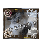 猫の小太郎スタンプ♪（個別スタンプ：14）