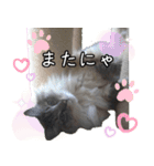 猫の小太郎スタンプ♪（個別スタンプ：16）