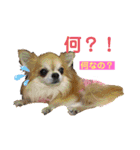 I Love チワワ❤️（個別スタンプ：11）