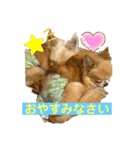 I Love チワワ❤️（個別スタンプ：13）