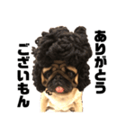 I am pug.My name is Daniel.（個別スタンプ：1）