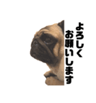 I am pug.My name is Daniel.（個別スタンプ：2）