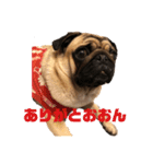 I am pug.My name is Daniel.（個別スタンプ：3）