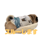 I am pug.My name is Daniel.（個別スタンプ：4）