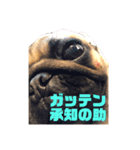 I am pug.My name is Daniel.（個別スタンプ：5）