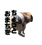 I am pug.My name is Daniel.（個別スタンプ：7）