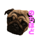 I am pug.My name is Daniel.（個別スタンプ：8）