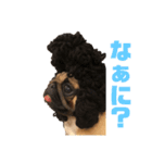 I am pug.My name is Daniel.（個別スタンプ：9）