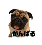 I am pug.My name is Daniel.（個別スタンプ：10）