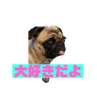 I am pug.My name is Daniel.（個別スタンプ：12）