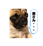 I am pug.My name is Daniel.（個別スタンプ：13）